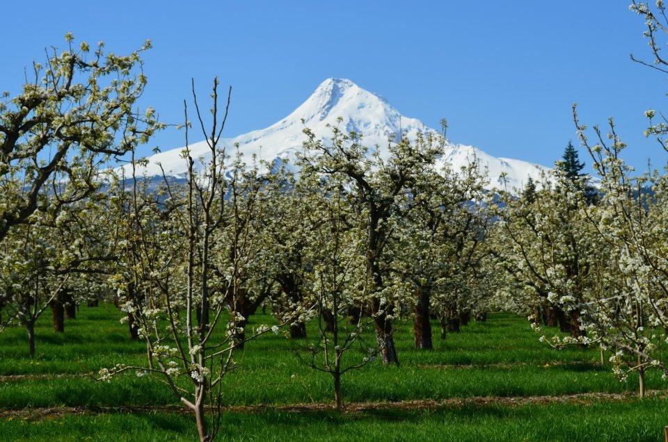 Old Parkdale Inn Bed And Breakfast Hood River Ngoại thất bức ảnh